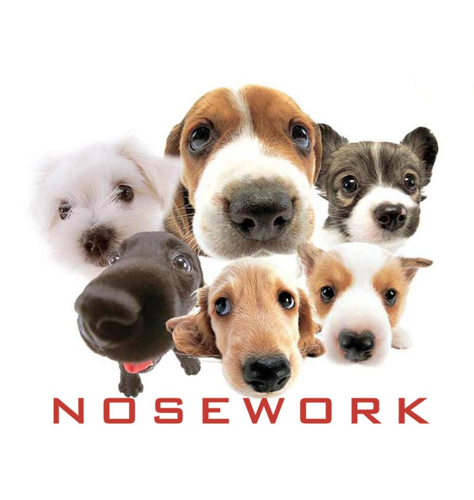 Nosework Dogs